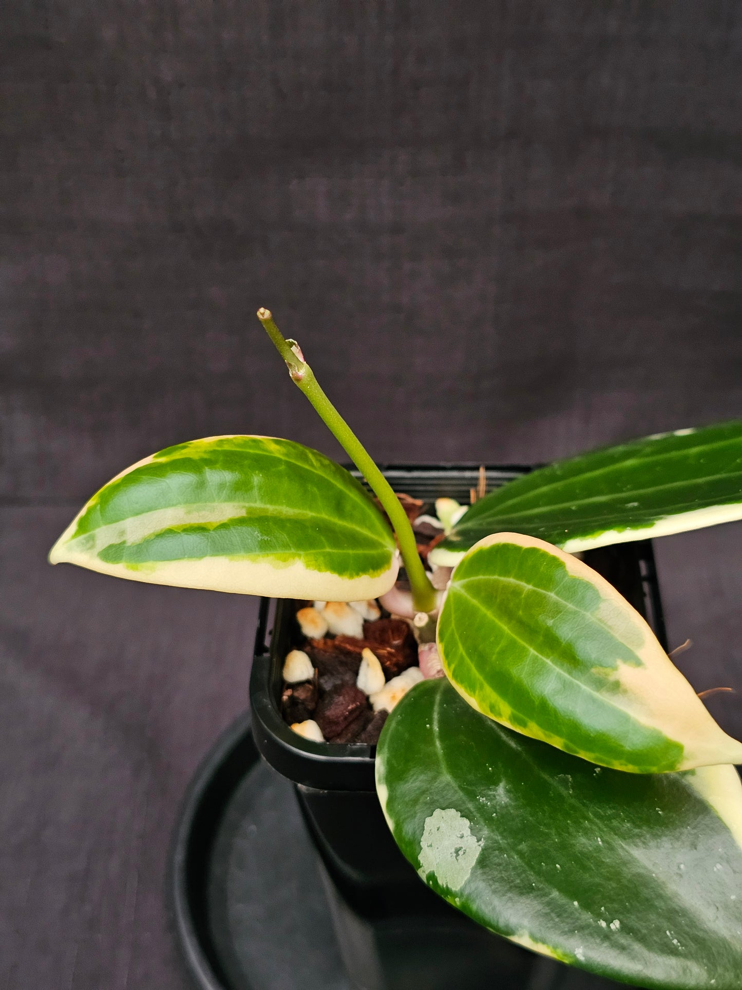 Hoya latifolia Albo ( Round Leaf Form)