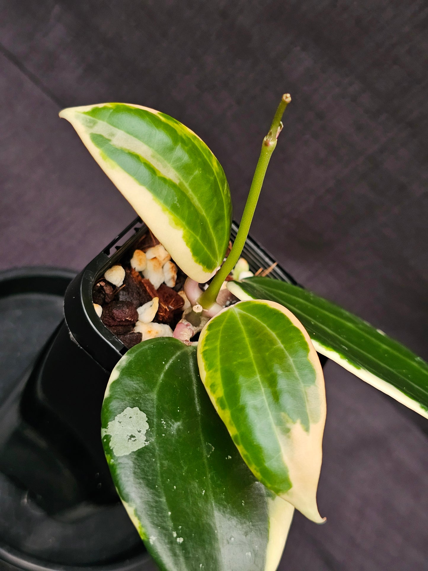 Hoya latifolia Albo ( Round Leaf Form)