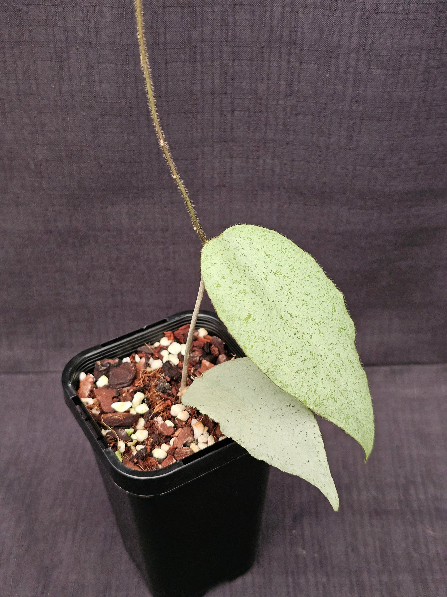 Hoya caudata  'Argene' (Full Silver)