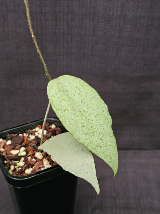 Hoya caudata  'Argene' (Full Silver)