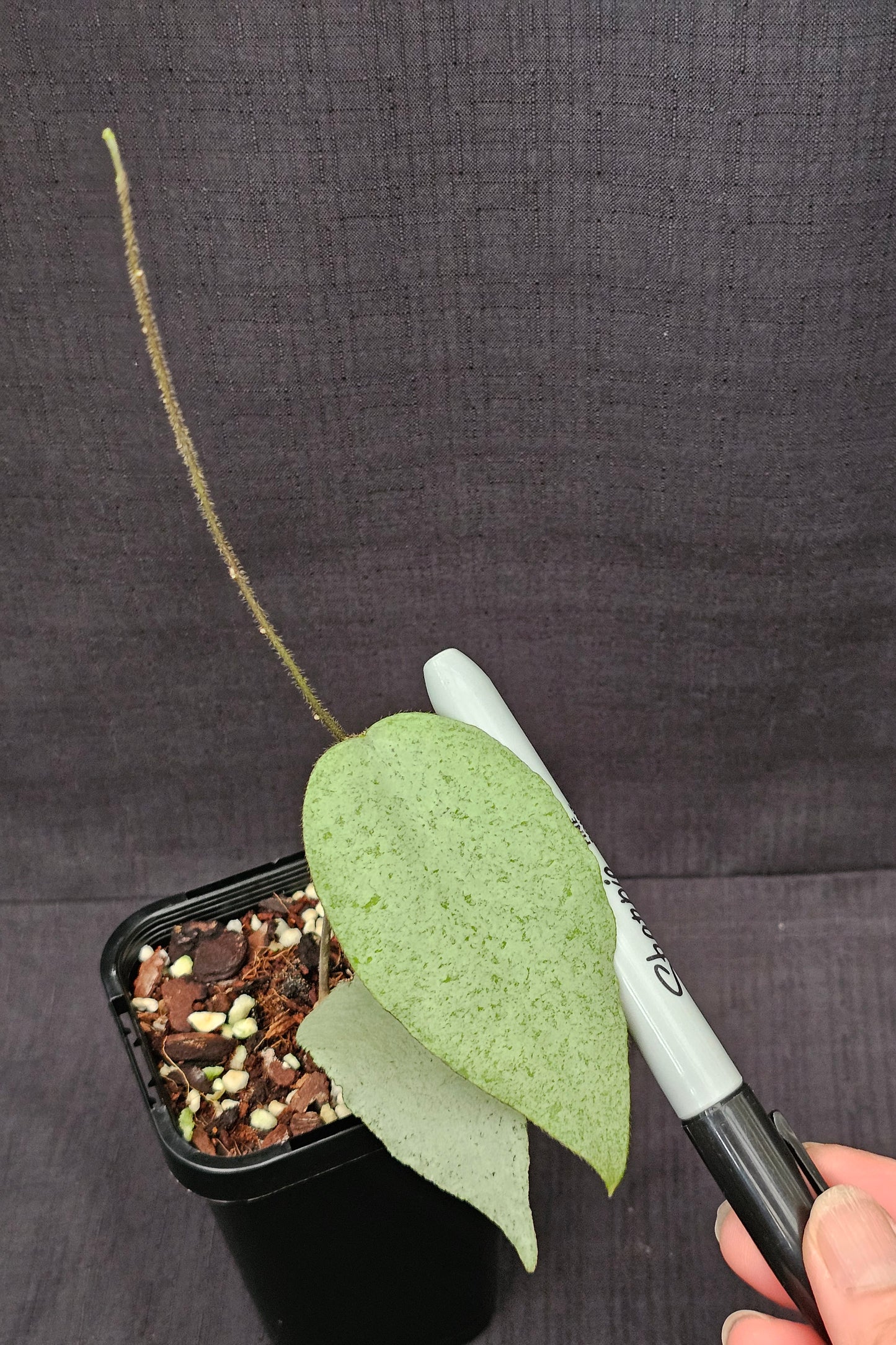 Hoya caudata  'Argene' (Full Silver)
