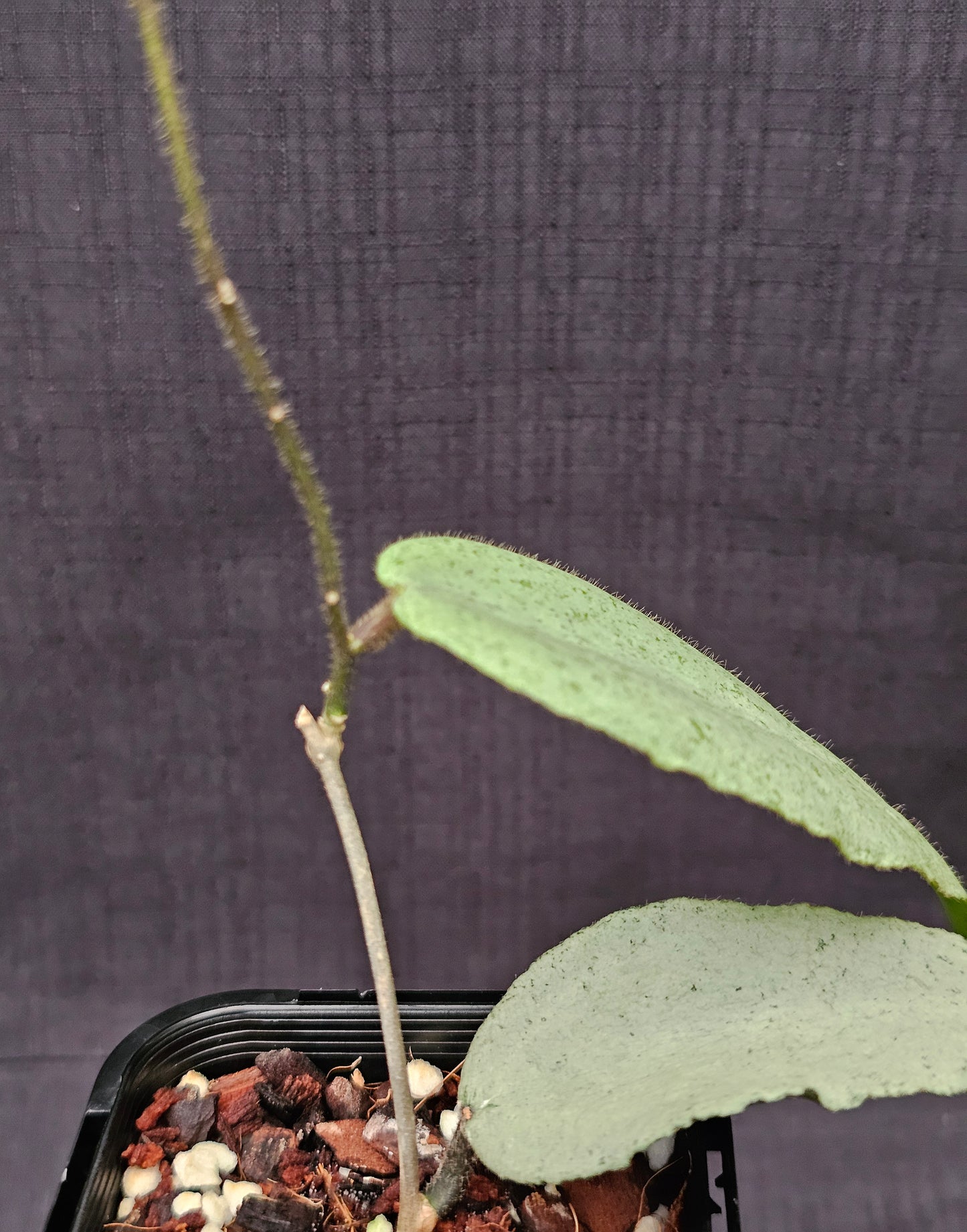 Hoya caudata  'Argene' (Full Silver)