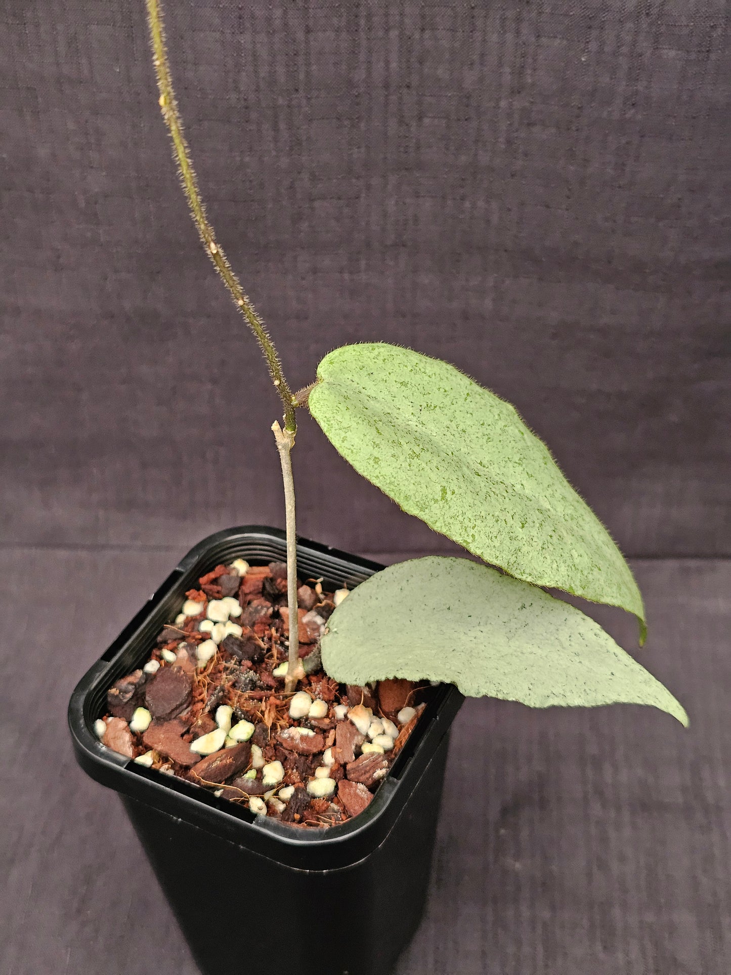 Hoya caudata  'Argene' (Full Silver)