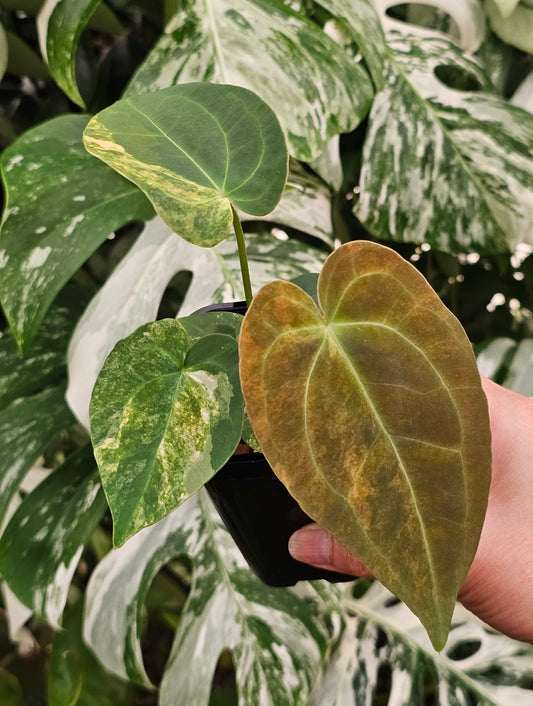 Variegated Anthurium forgetii x DC hybrid