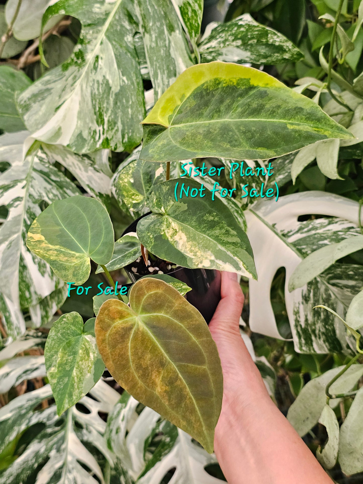 Variegated Anthurium forgetii x DC hybrid