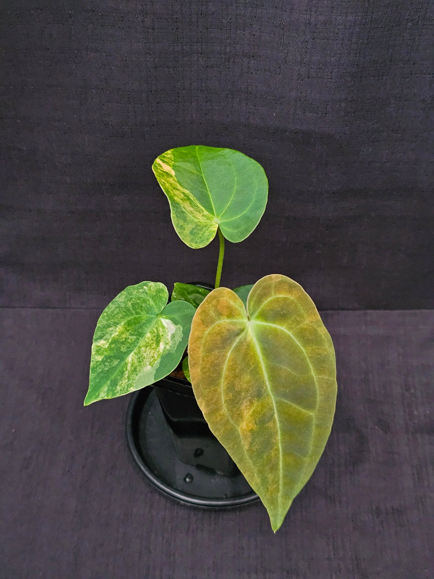 Variegated Anthurium forgetii x DC hybrid