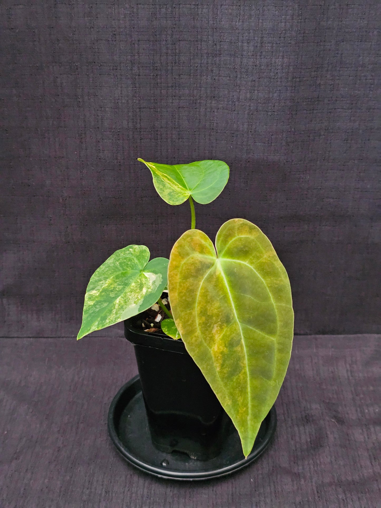 Variegated Anthurium forgetii x DC hybrid