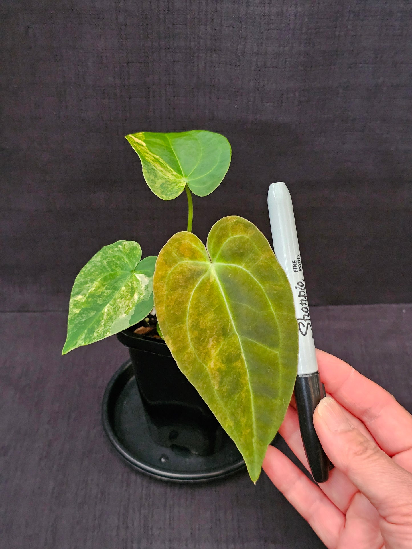 Variegated Anthurium forgetii x DC hybrid