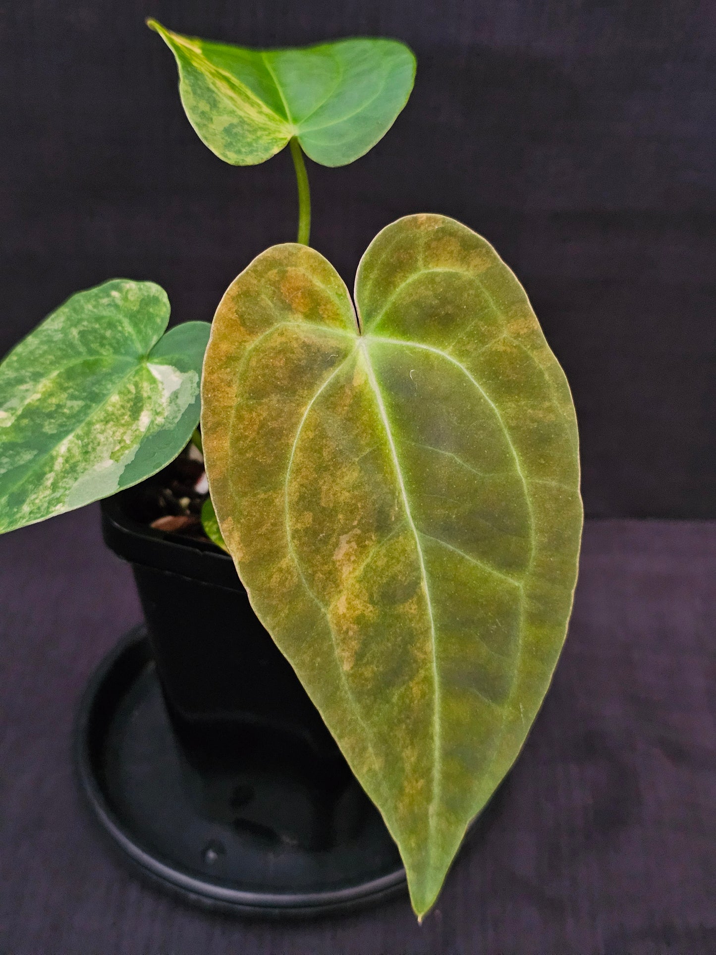 Variegated Anthurium forgetii x DC hybrid