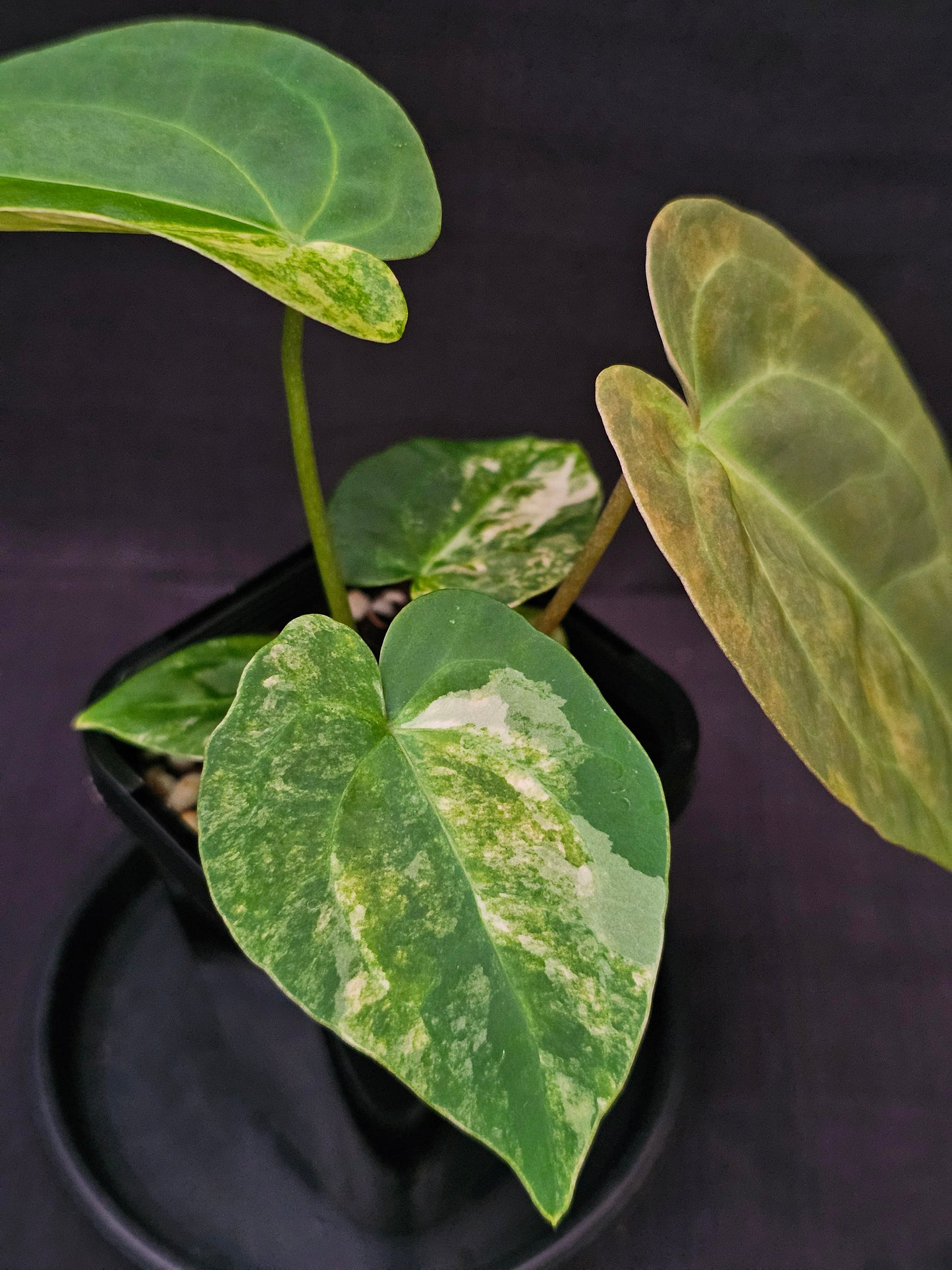 Variegated Anthurium forgetii x DC hybrid