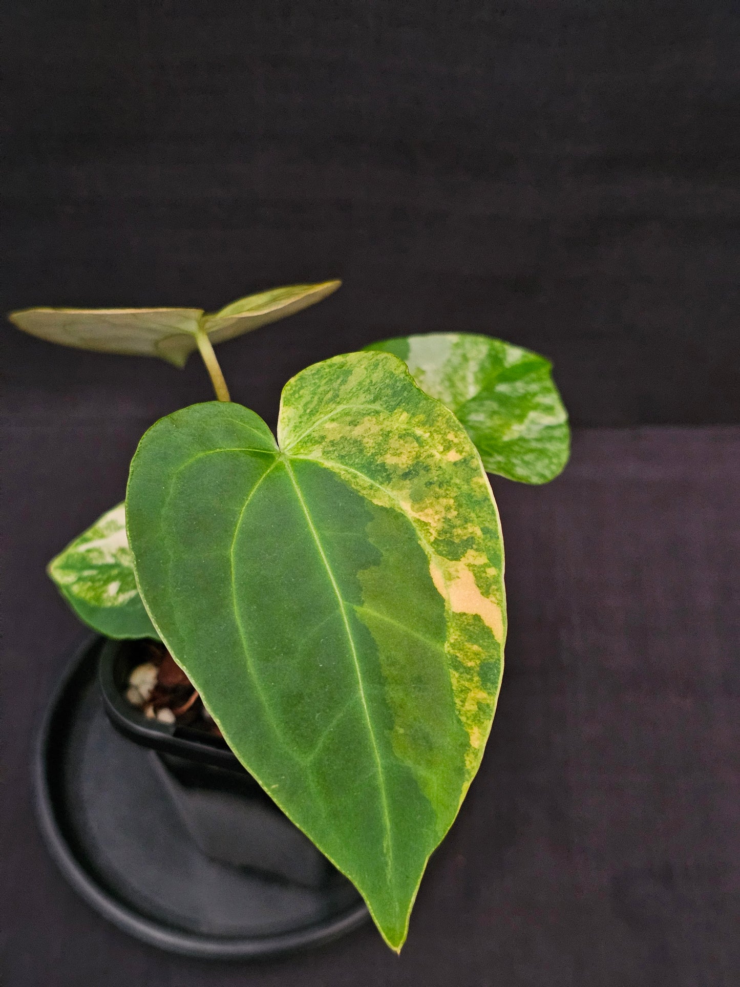 Variegated Anthurium forgetii x DC hybrid