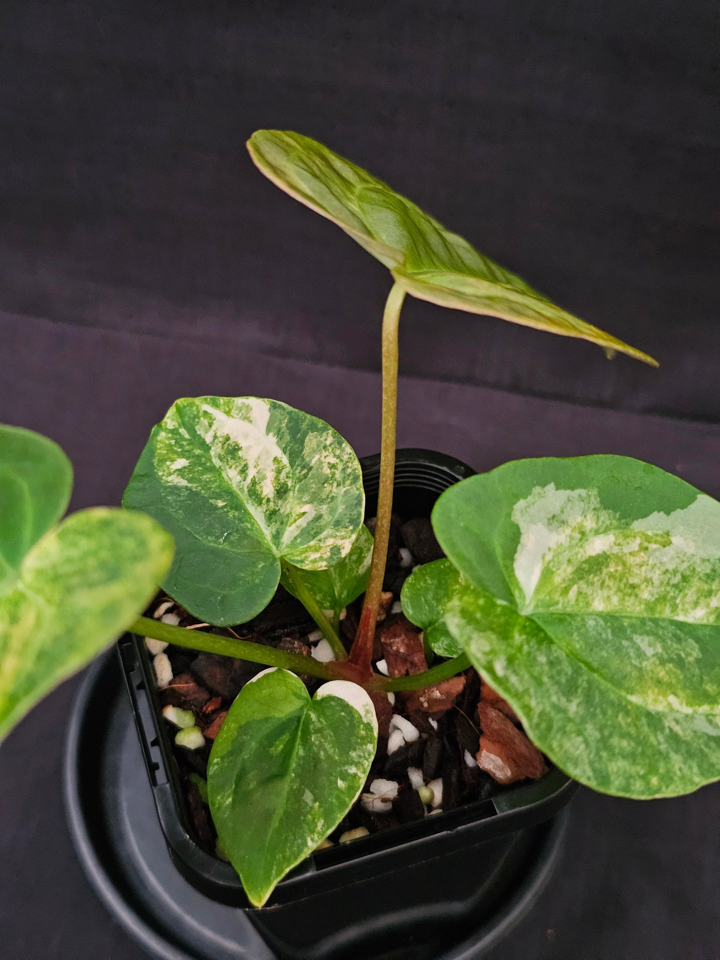 Variegated Anthurium forgetii x DC hybrid