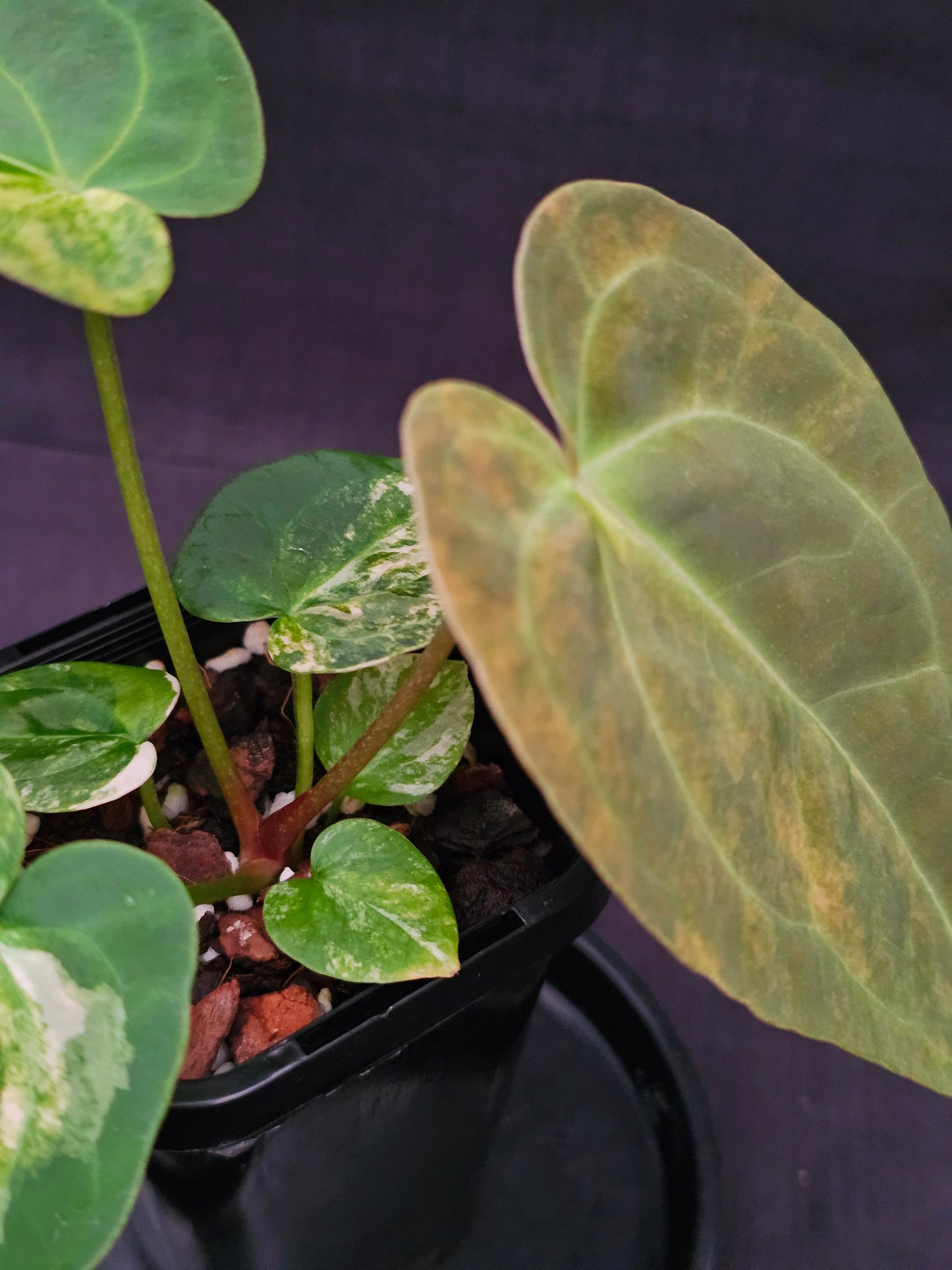 Variegated Anthurium forgetii x DC hybrid