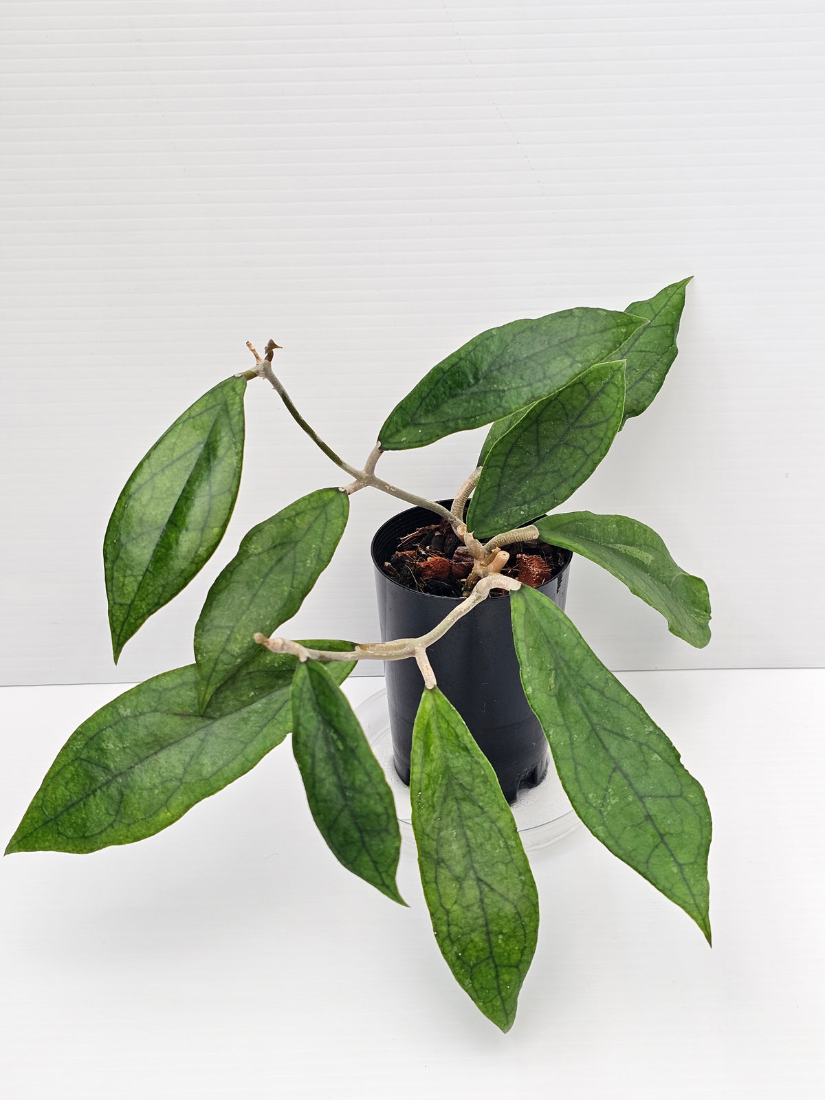 Hoya Finlaysonii