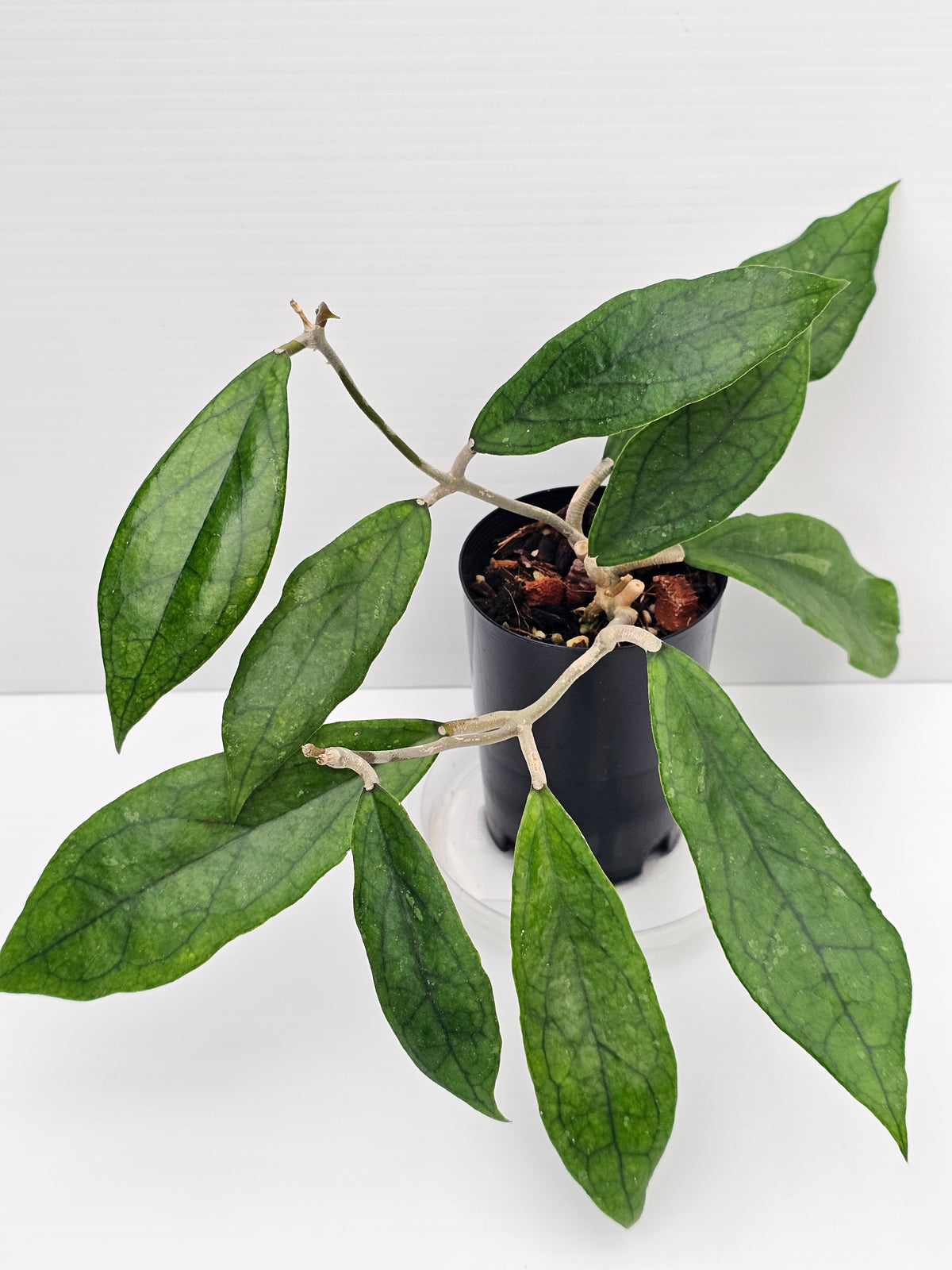Hoya Finlaysonii