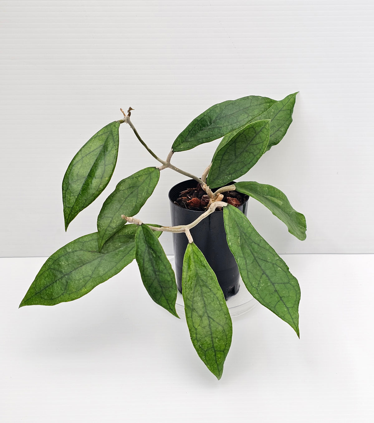 Hoya Finlaysonii