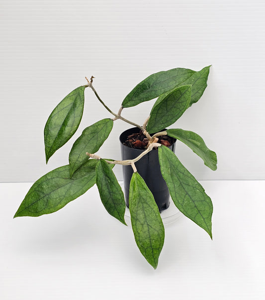 Hoya Finlaysonii