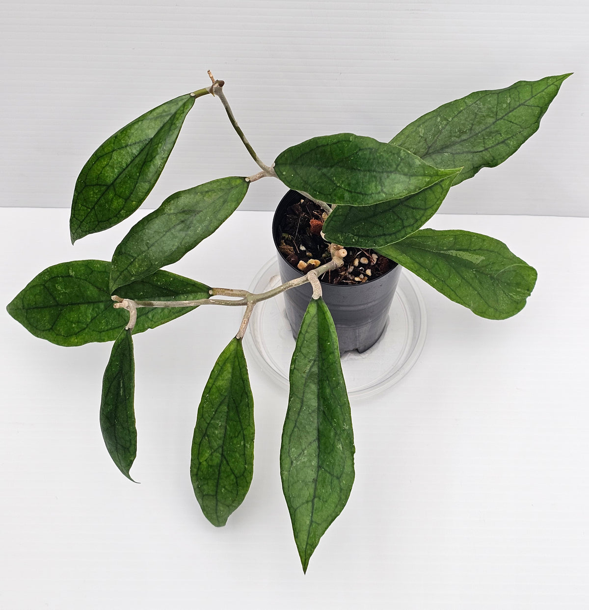 Hoya Finlaysonii