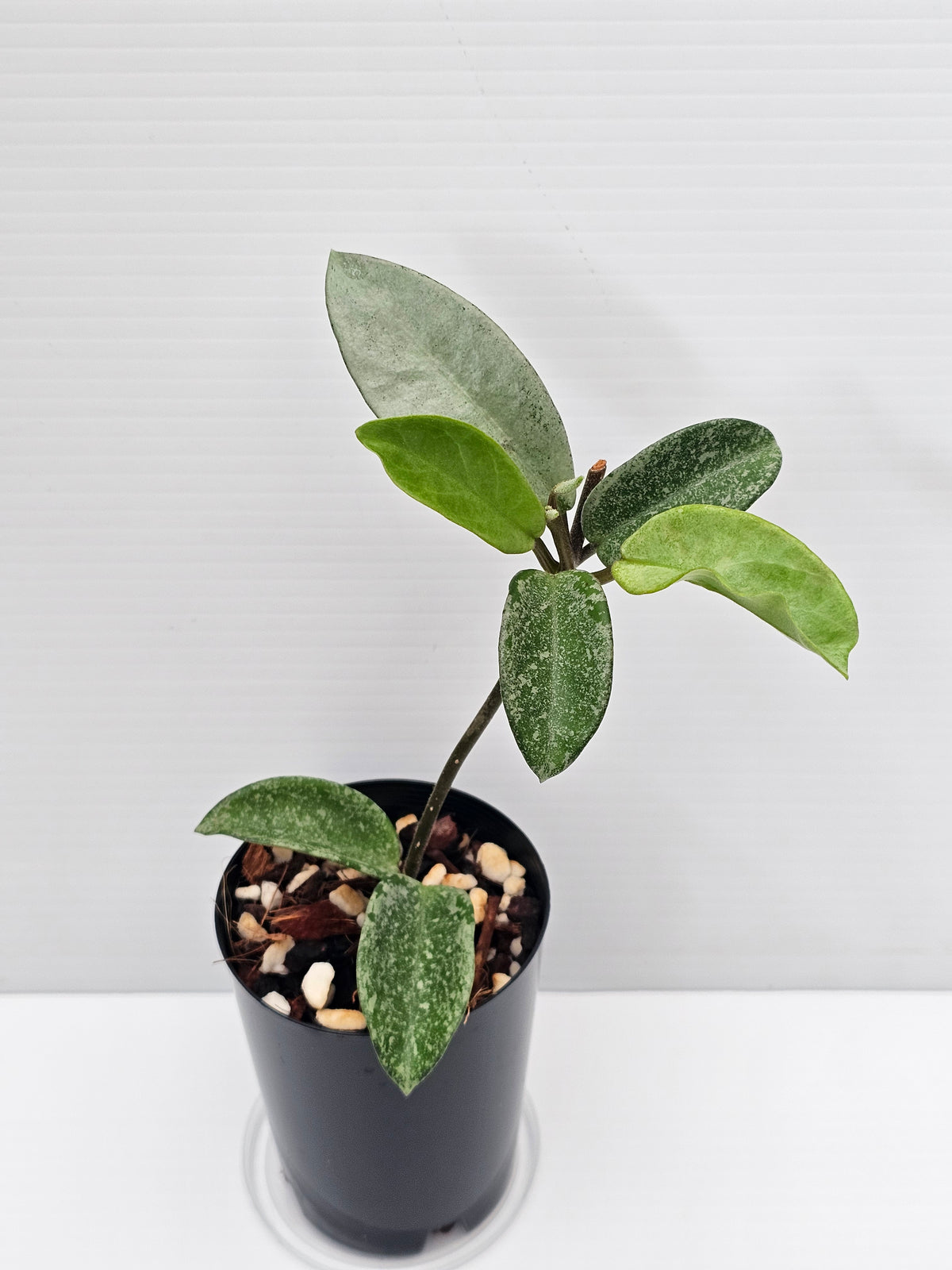 Hoya carnosa 'Nova Ghost'