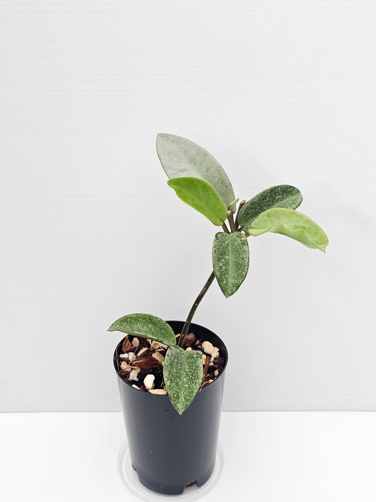 Hoya carnosa 'Nova Ghost'