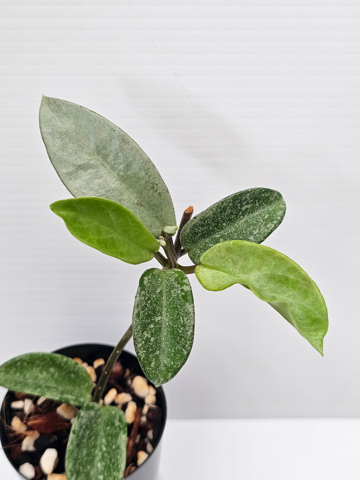 Hoya carnosa 'Nova Ghost'