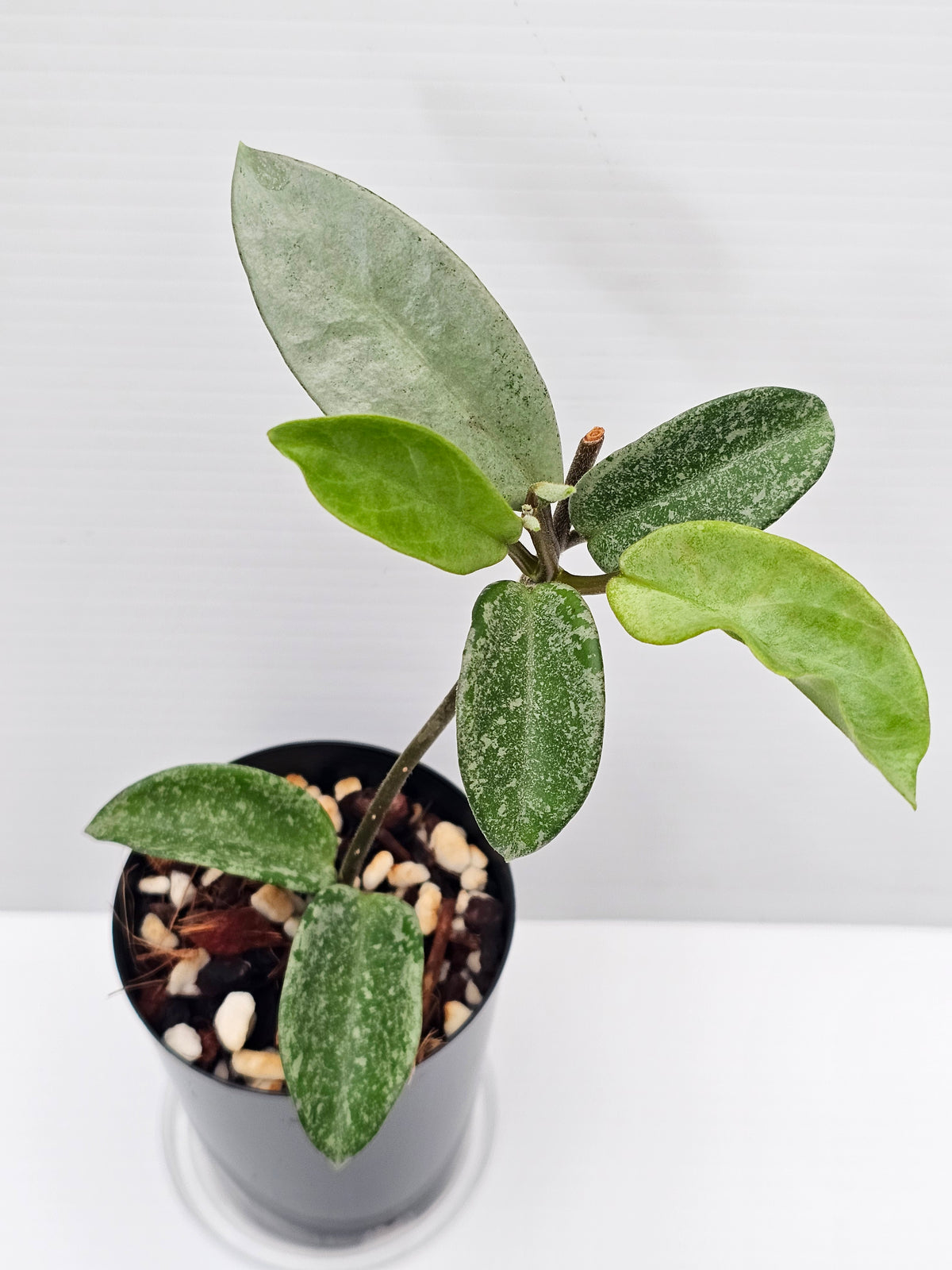 Hoya carnosa 'Nova Ghost'