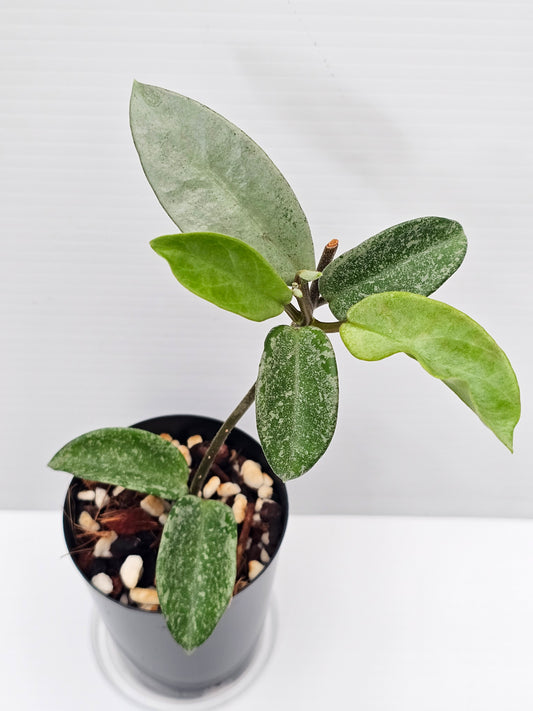 Hoya carnosa 'Nova Ghost'