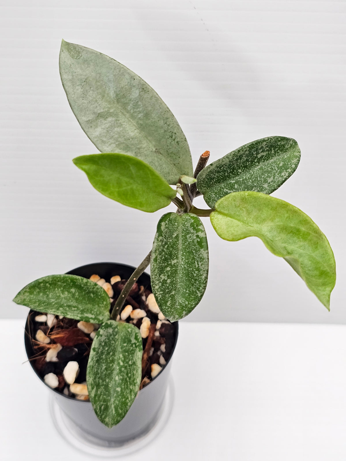 Hoya carnosa 'Nova Ghost'