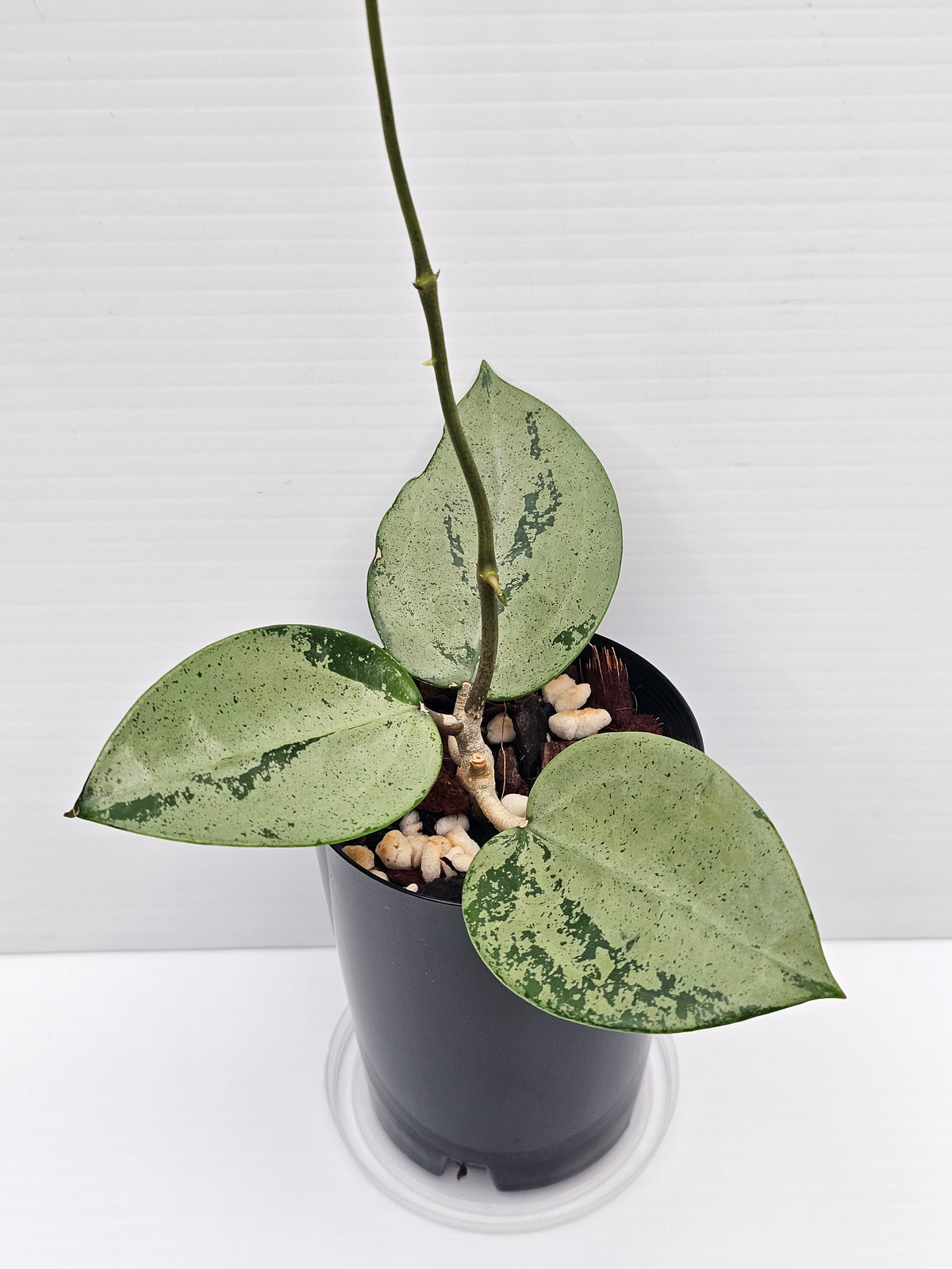 Hoya verticillata 'Silver Heart'