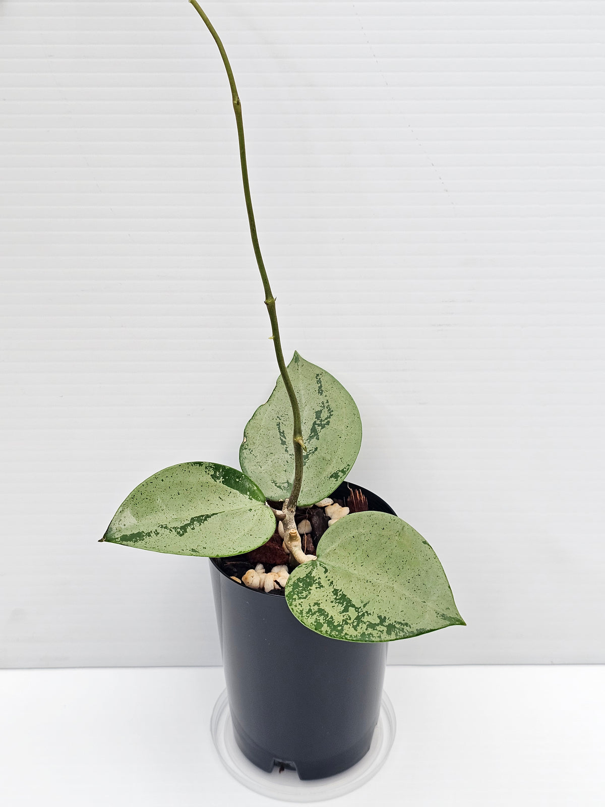 Hoya verticillata 'Silver Heart'