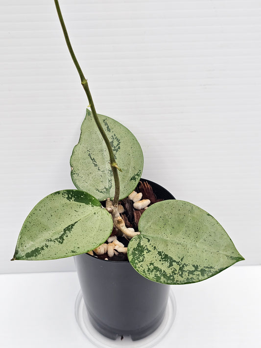 Hoya verticillata 'Silver Heart'