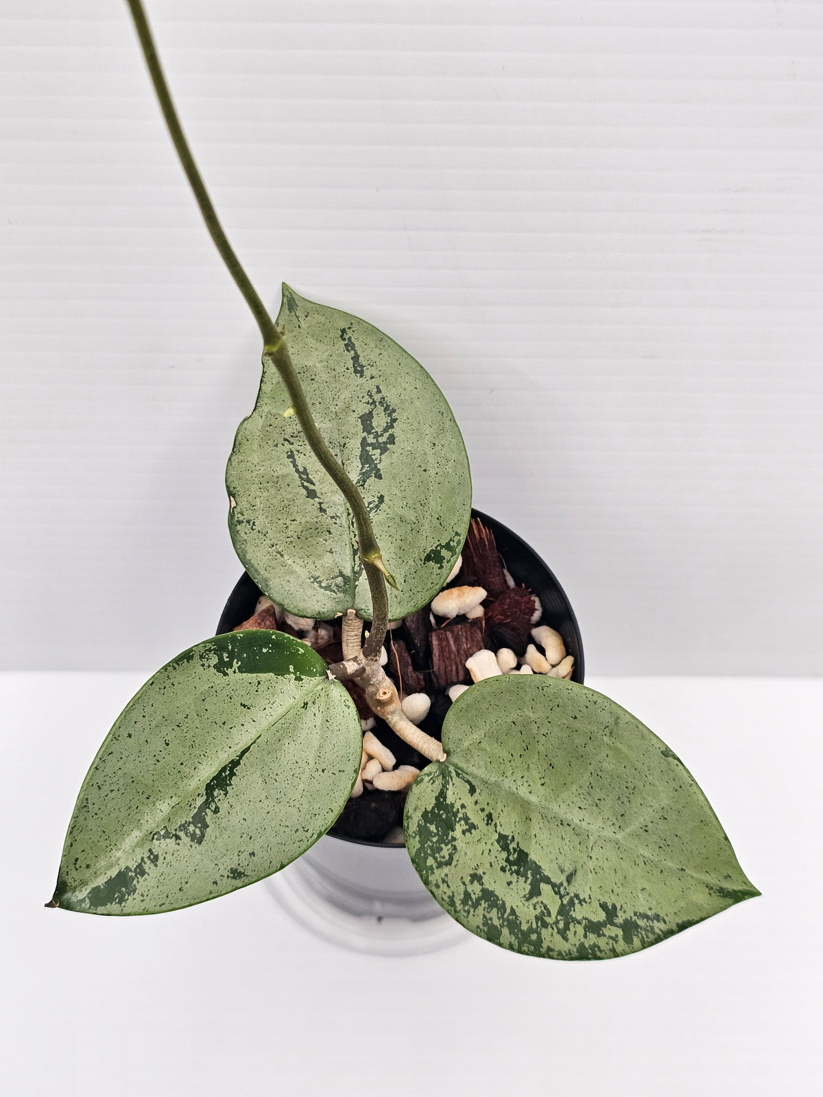 Hoya verticillata 'Silver Heart'