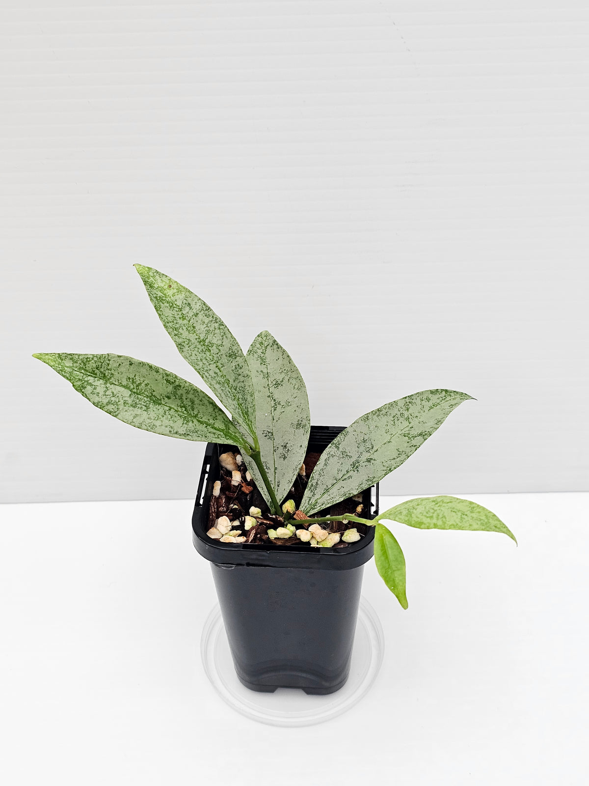Hoya amicabilis  'Silver'