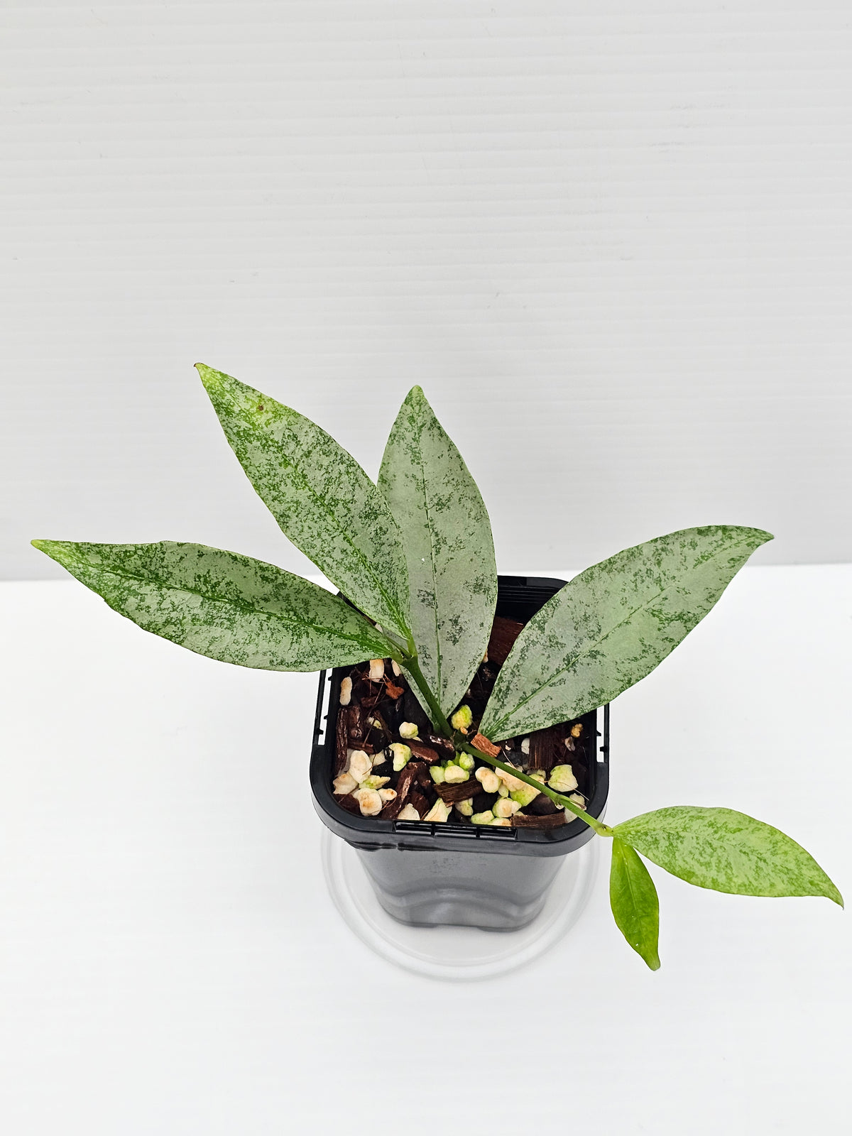 Hoya amicabilis  'Silver'