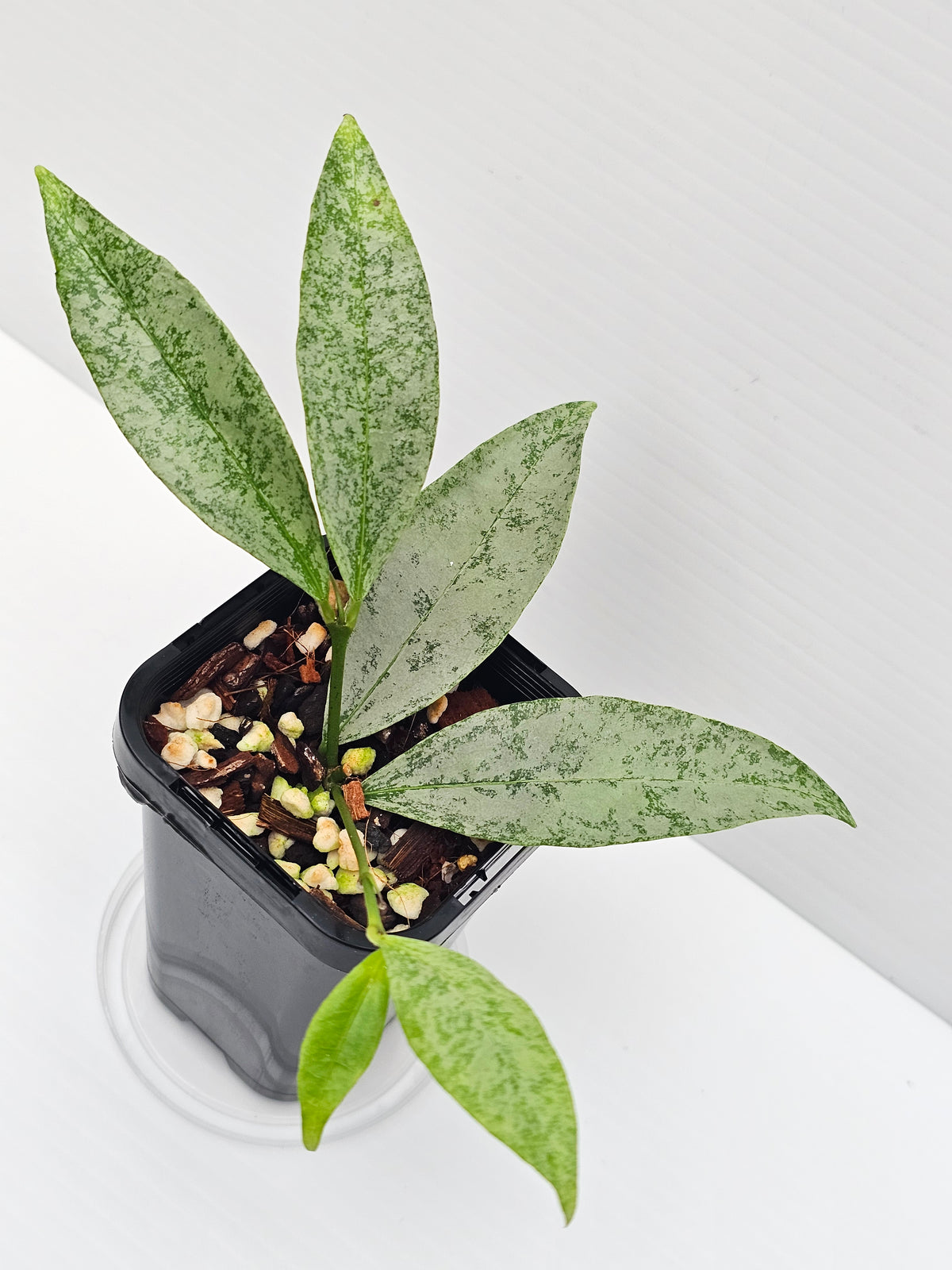 Hoya amicabilis  'Silver'