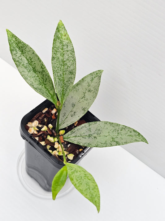 Hoya amicabilis  'Silver'