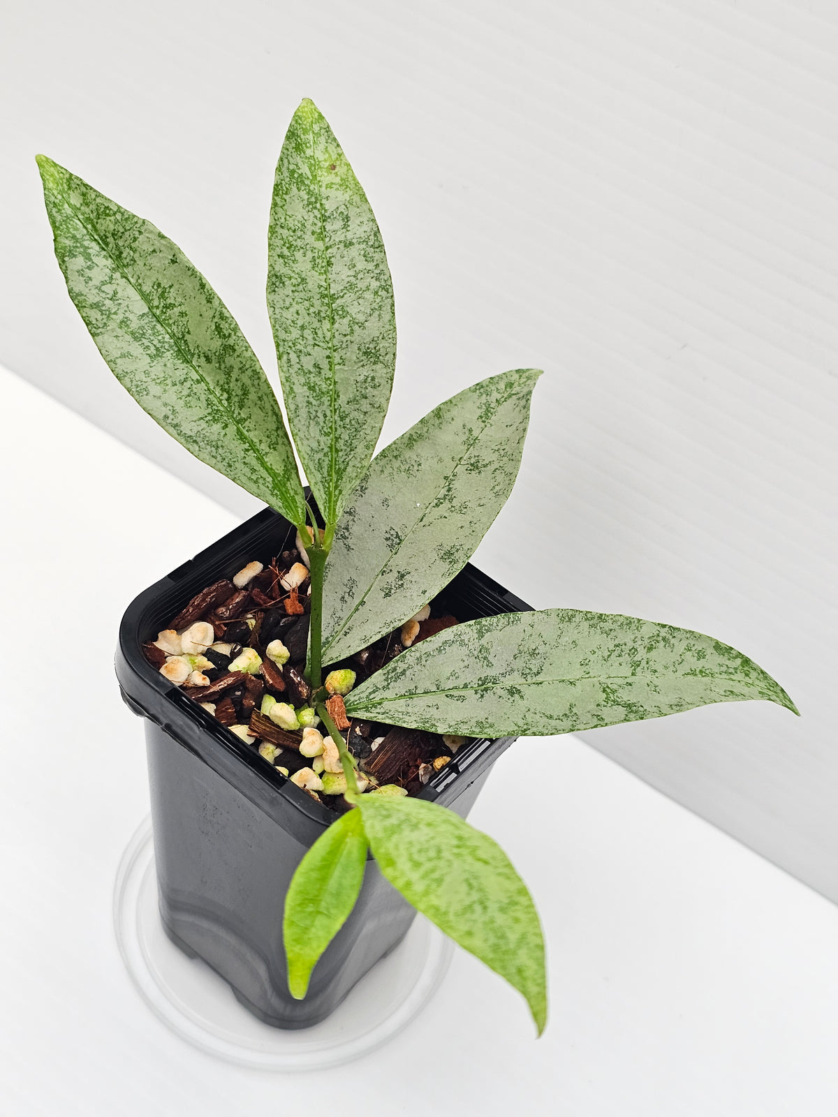 Hoya amicabilis  'Silver'