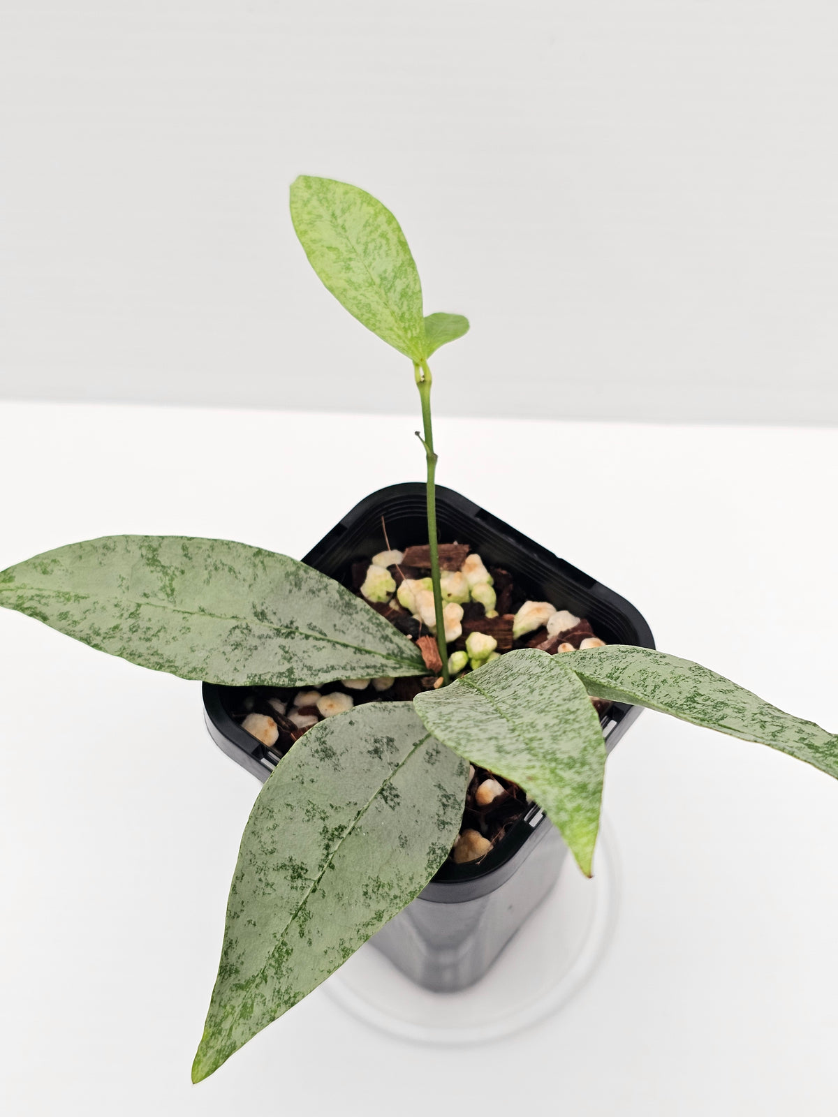 Hoya amicabilis  'Silver'