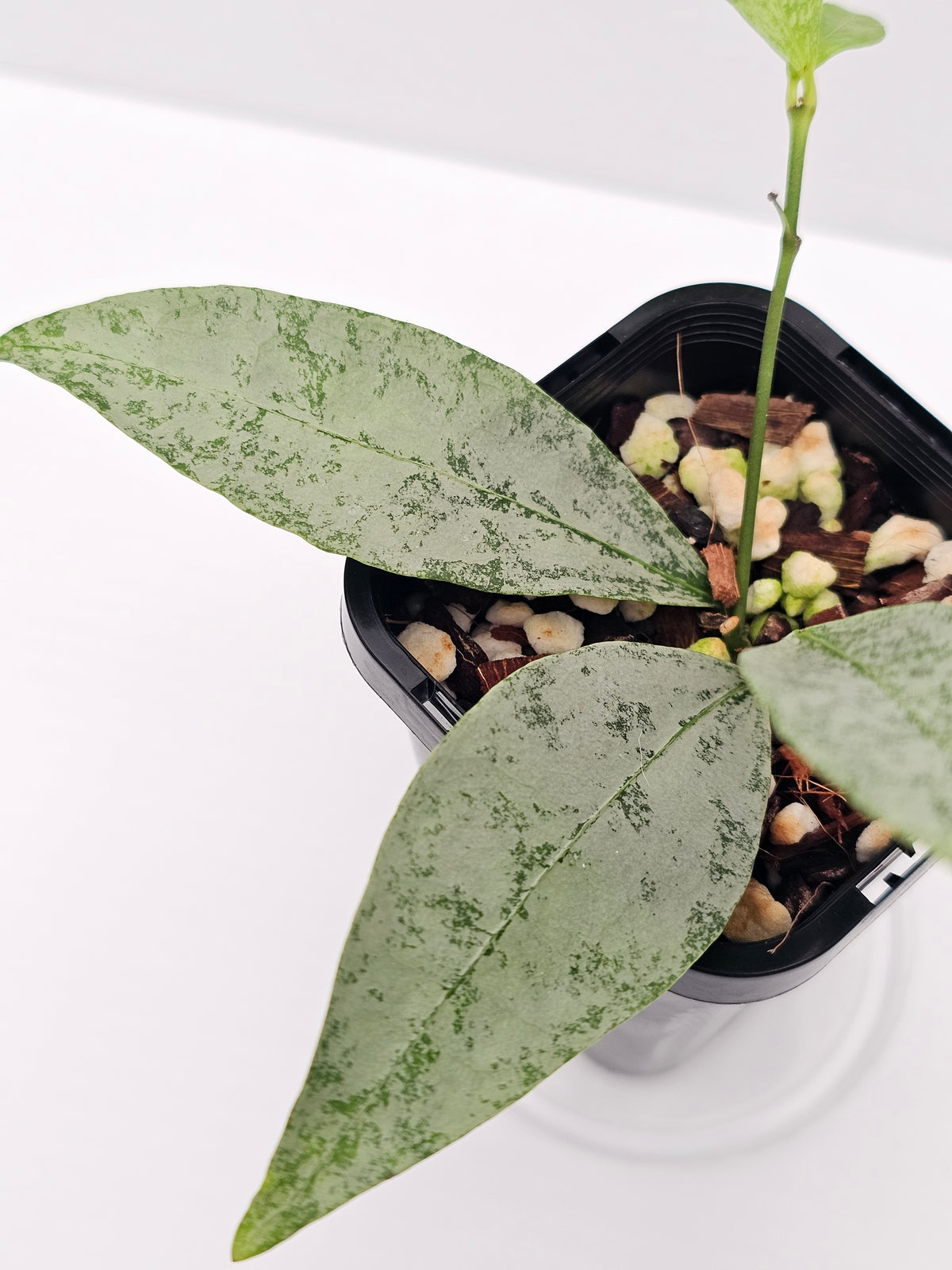 Hoya amicabilis  'Silver'