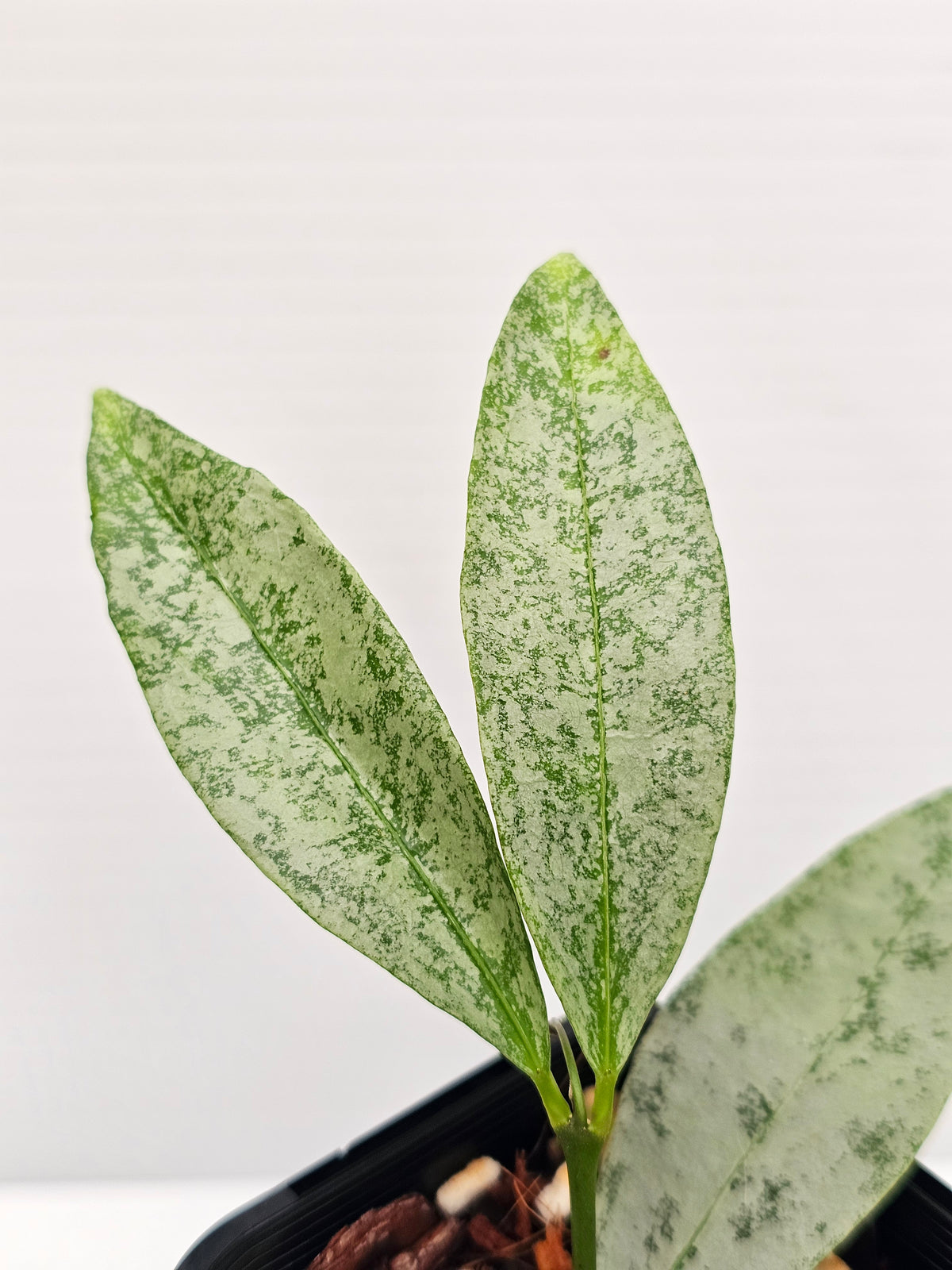 Hoya amicabilis  'Silver'