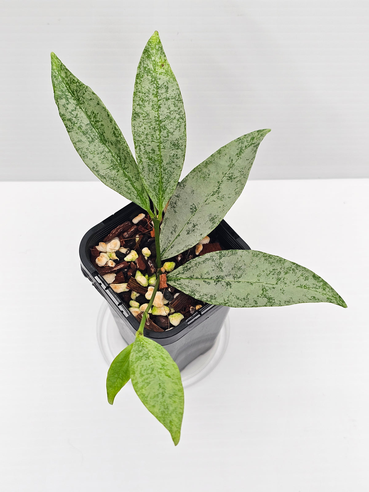 Hoya amicabilis  'Silver'