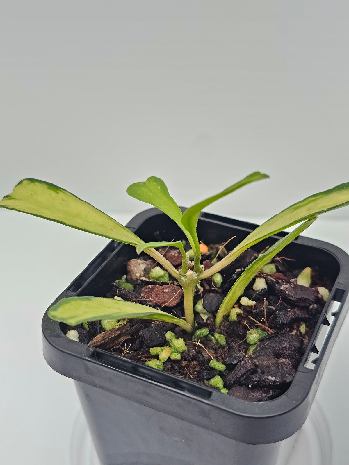 Hoya manipurensis 'Variegated'