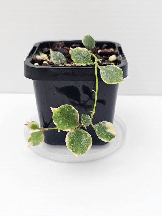 Hoya Curtisii 'Thai' Albo