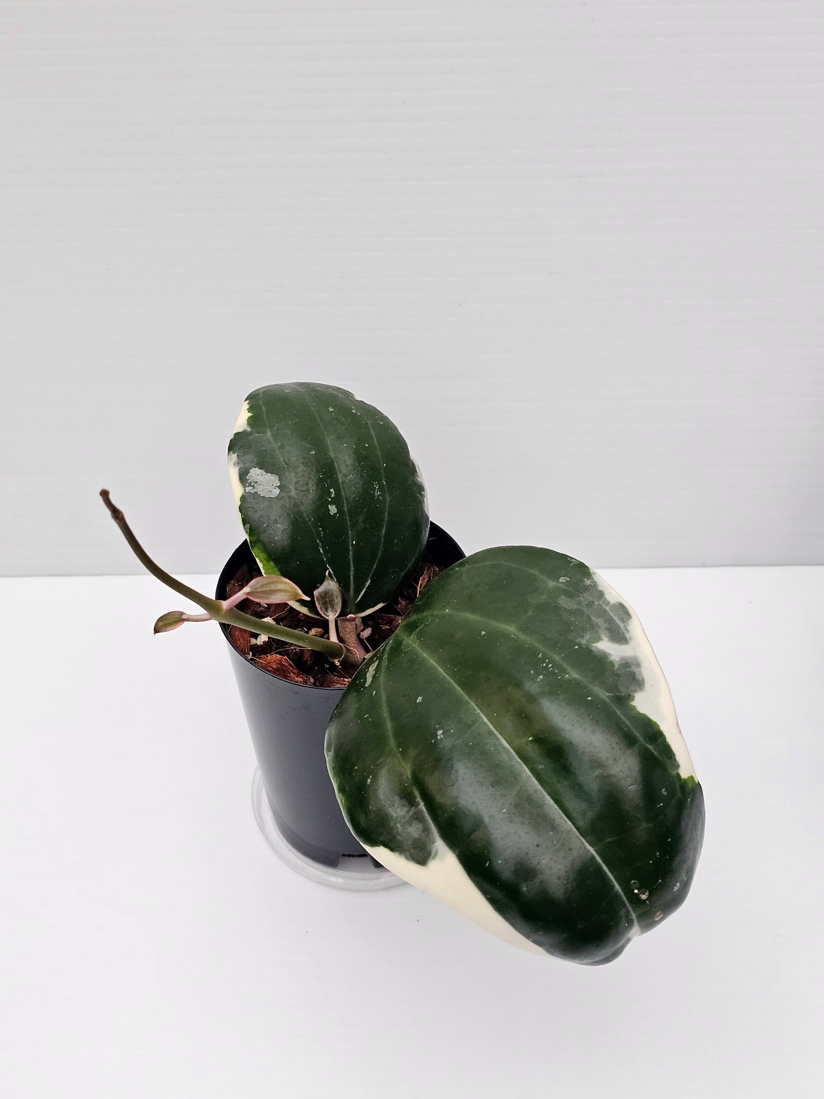 Hoya latifolia Albo (Round Leaf Form) #2