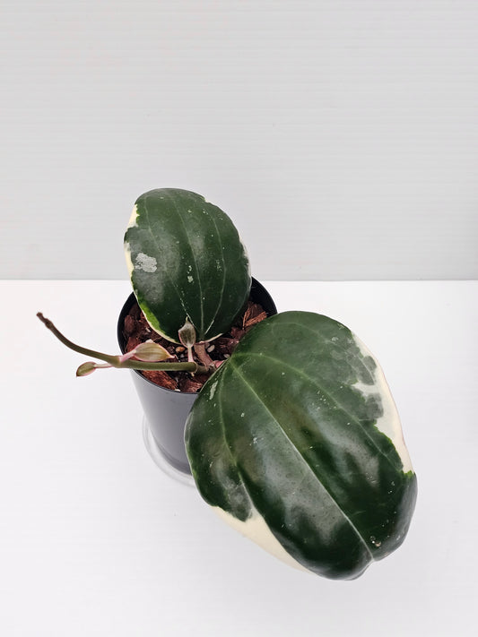Hoya latifolia Albo (Round Leaf Form) #2