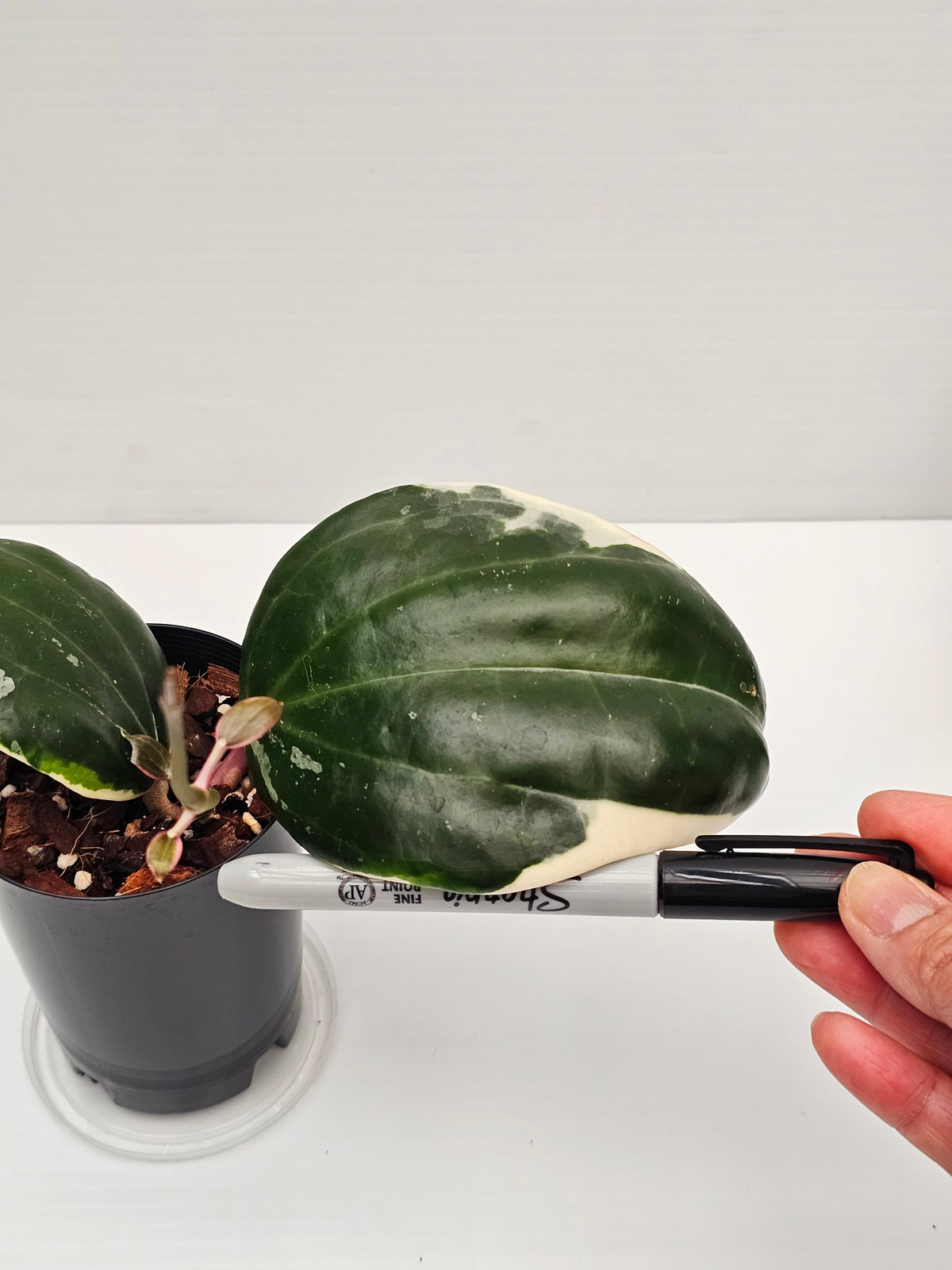 Hoya latifolia Albo (Round Leaf Form) #2