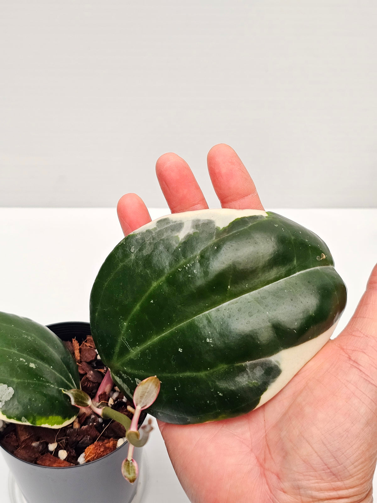 Hoya latifolia Albo (Round Leaf Form) #2