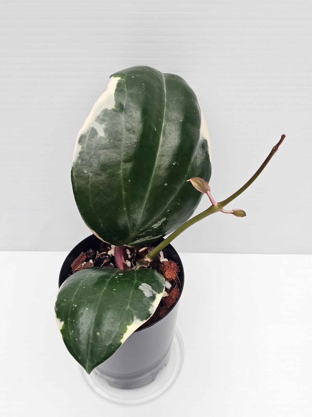 Hoya latifolia Albo (Round Leaf Form) #2