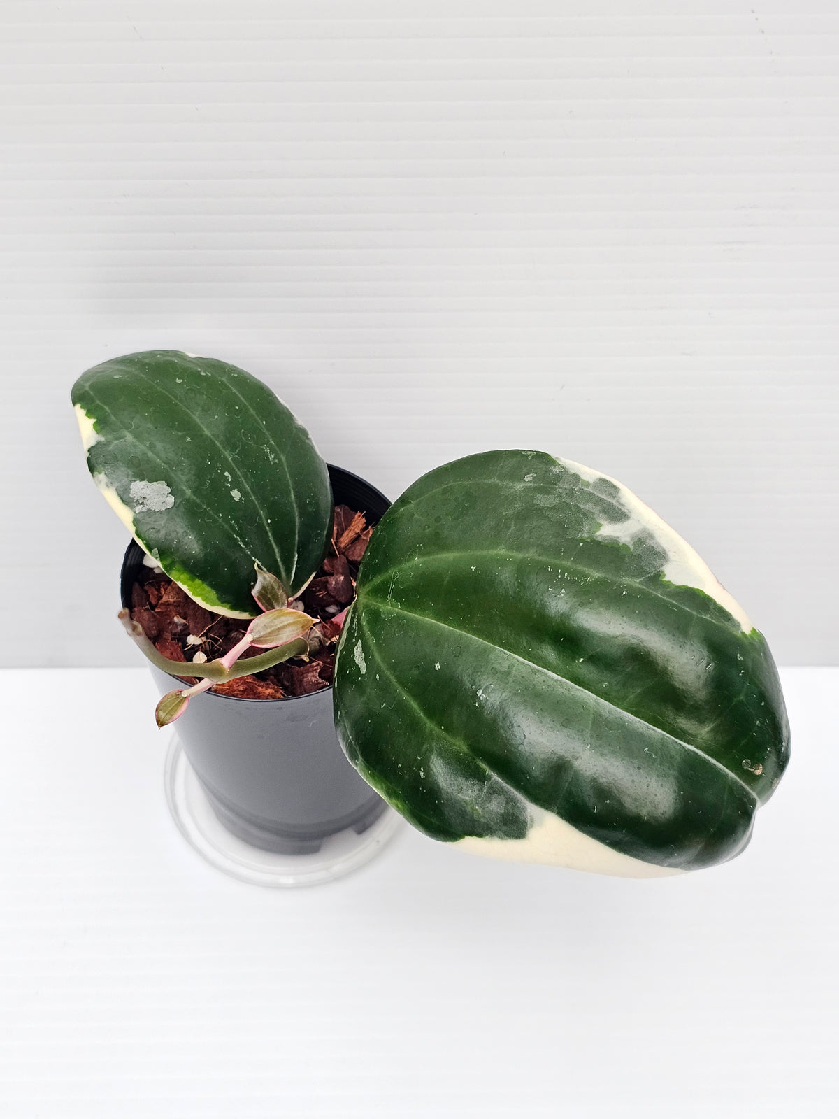 Hoya latifolia Albo (Round Leaf Form) #2