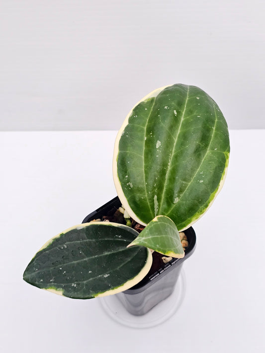 Hoya latifolia Albo (Round Leaf Form) #1